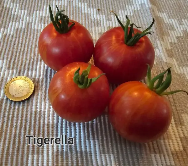 Tomaten: Tigerella