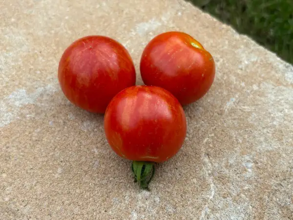 Tomaten: Tigerella