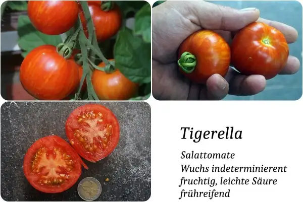 Tomaten: Tigerella