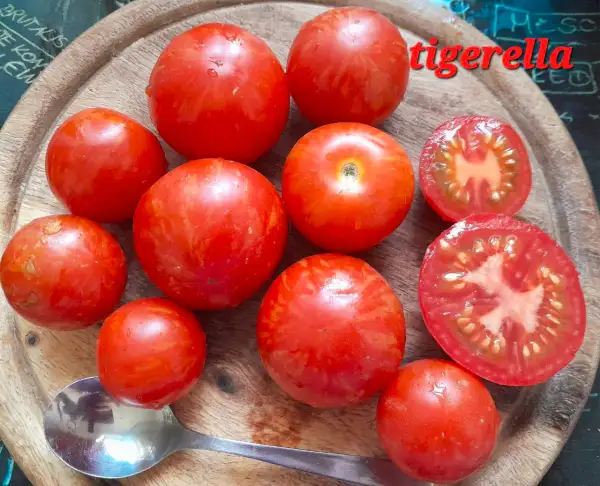 Tomaten: Tigerella