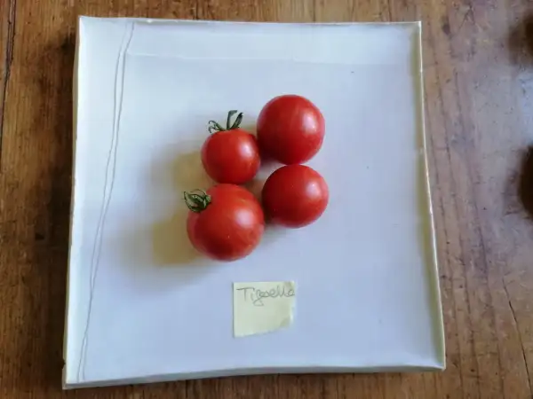 Tomaten: Tigerella