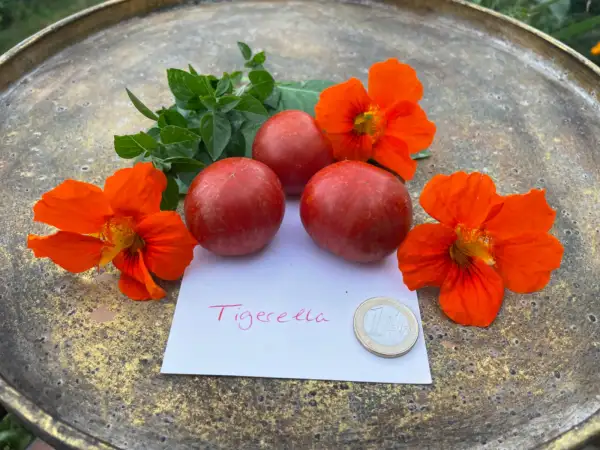Tomaten: Tigerella 2024 uv