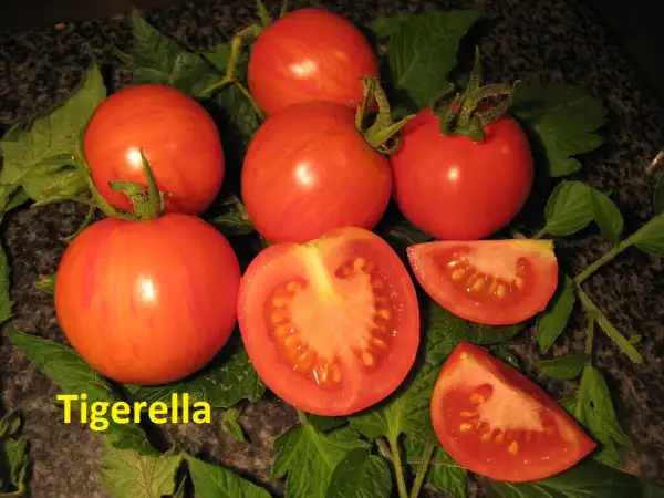 Tomaten: Tigerella