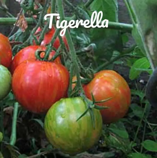 Tomaten: Tigerella