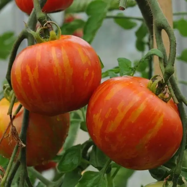Tomaten: Tigerella