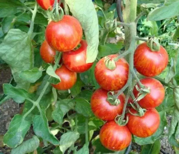 Tomaten: Tigerella