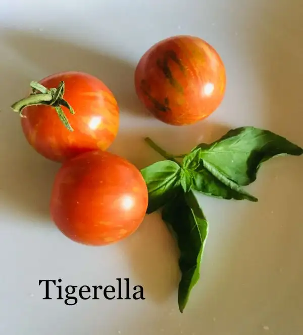 Tomaten: Tigerella