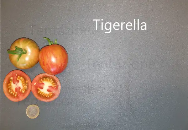 Tomaten: Tigerella