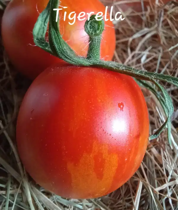 Tomaten: Tigerella