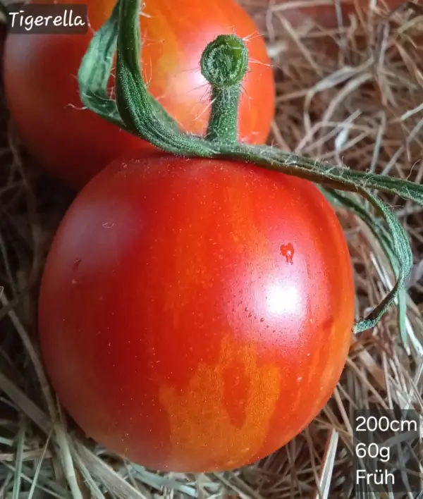 Tomaten: Tigerella