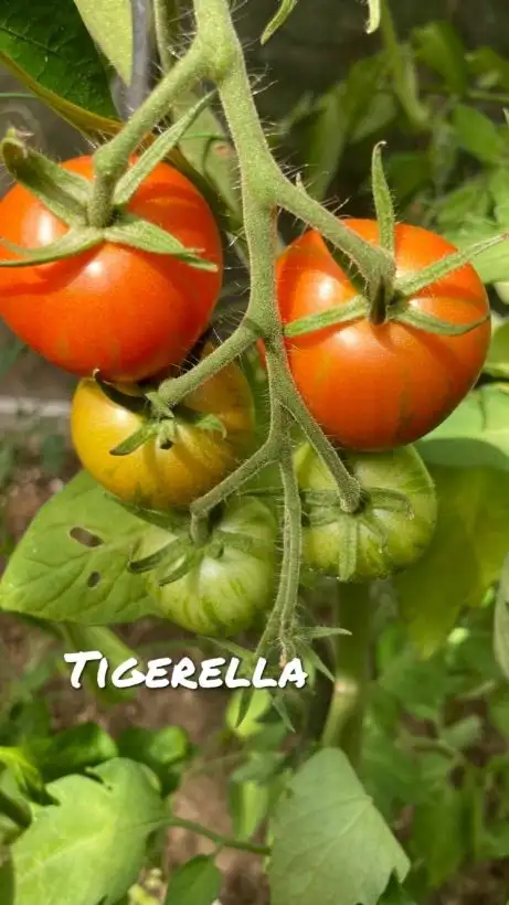 Tomaten: Tigerella