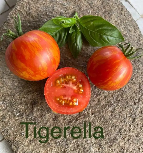 Tomaten: Tigerella