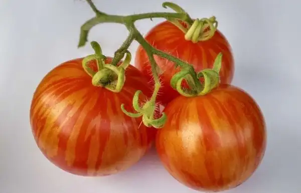 Tomaten: Tigerella