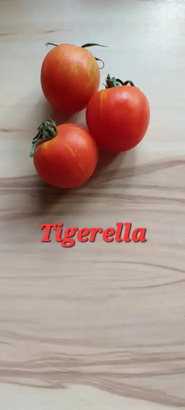 Tomaten: Tigerella