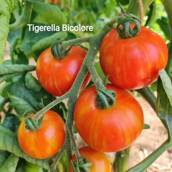 Tomaten: Tigerella Bicolore