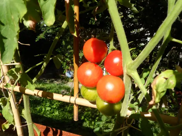 Tomaten: Tigerella ( Kat# 2639 )