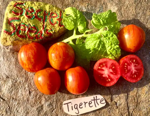 Tomaten: Tigerette