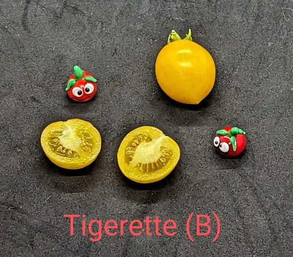 Tomaten: Tigerette