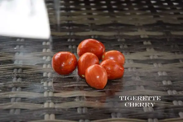 Tomaten: Tigerette Cherry