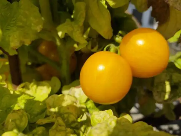 Tomaten: Tigerette Cherry (kleine kompakte Buschtomate)