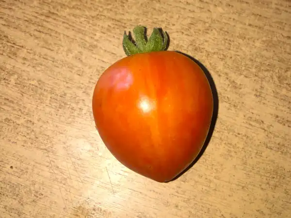 Tomaten: Tigerette Red