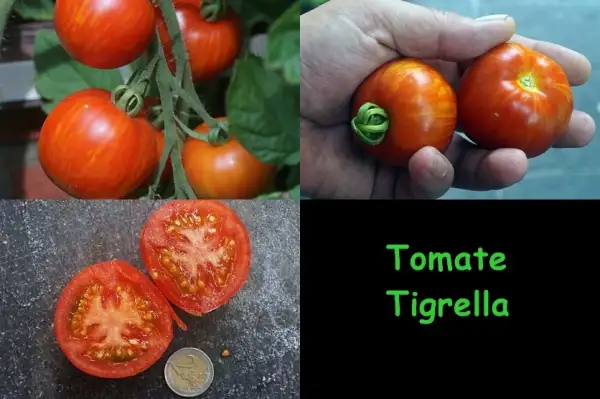 Tomaten: Tigrella