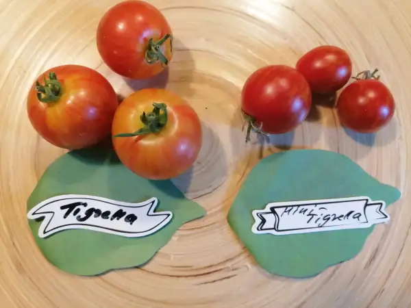 Tomaten: Tigrella