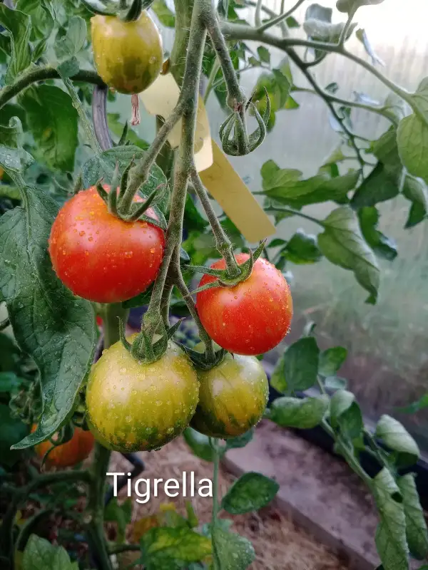 Tomaten: Tigrella