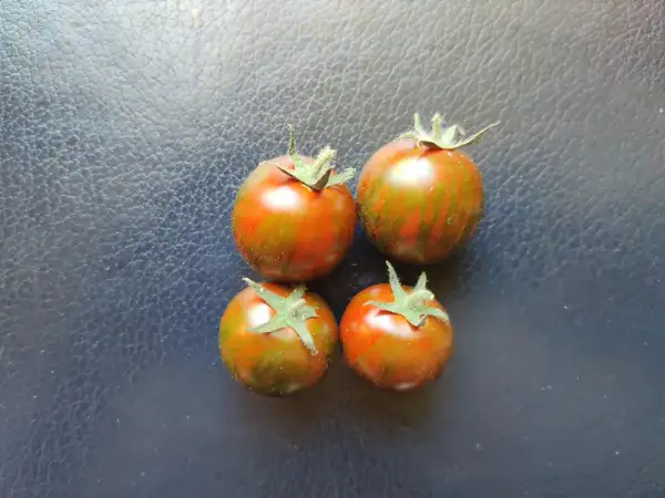 Tomaten: Tigrino