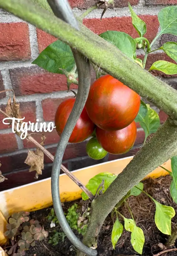 Tomaten: Tigrino