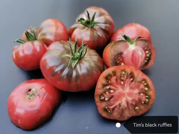 Tomaten: Tim’s black ruffles