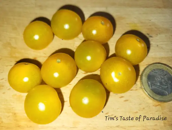 Tomaten: Tim´s Taste of Paradise