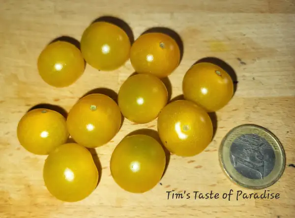Tomaten: Tim´s Taste of Paradise