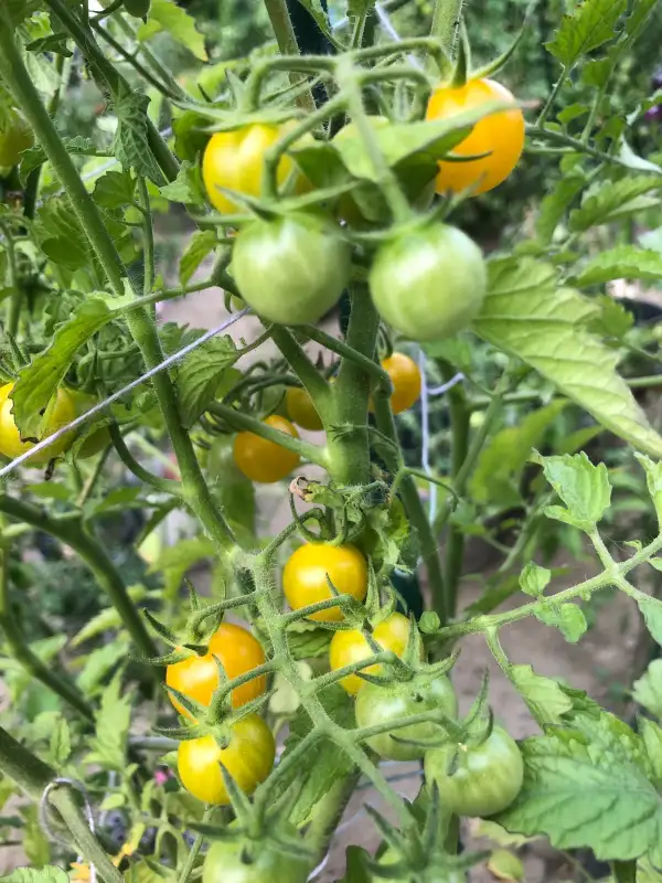 Tomaten: Tim‘s Taste of Paradise