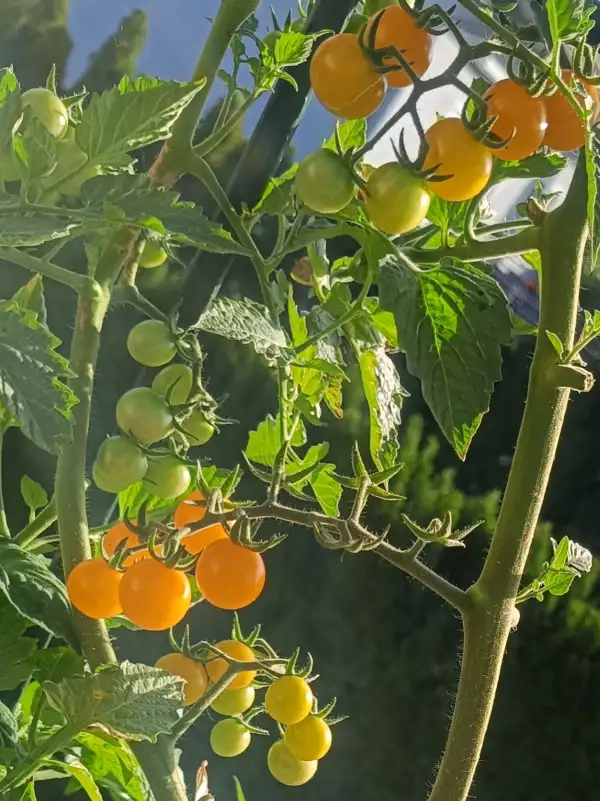 Tomaten: Tim