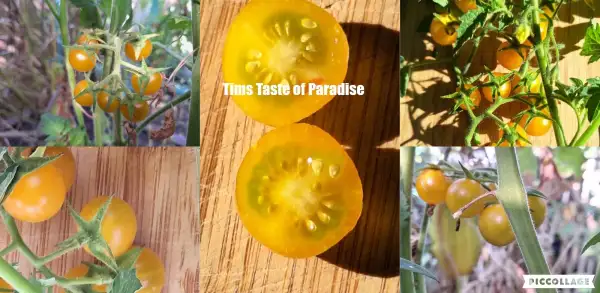 Tomaten: Tims Taste of Paradise - Massenträger