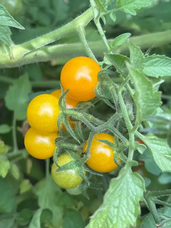 Tomaten: Tims Taste of Paradise