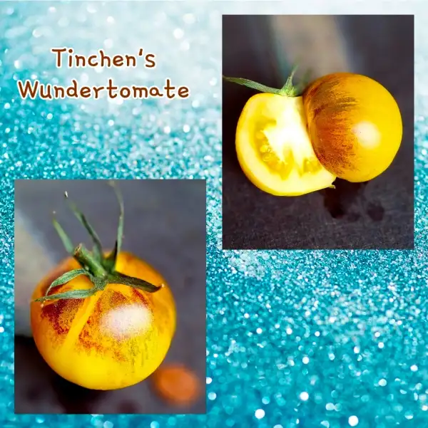 Tomaten: Tinchen