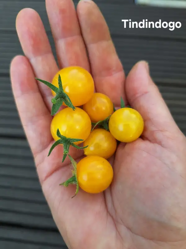 Tomaten: Tindindogo