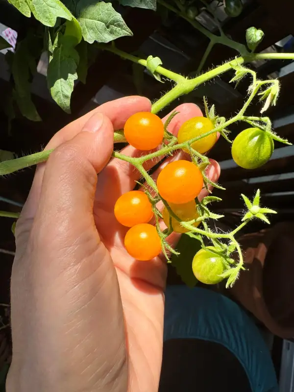 Tomaten: Tindindogo