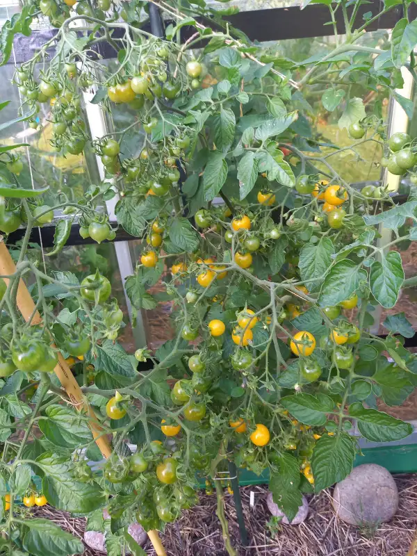 Tomaten: Tindingdogo