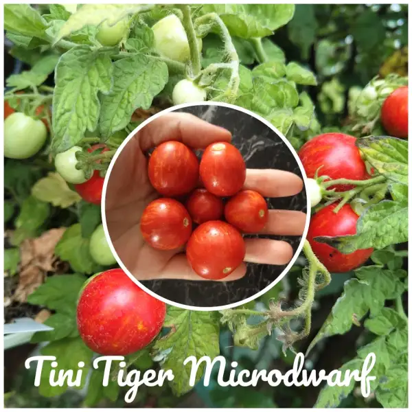 Tomaten: Tini Tiger Microdwarf