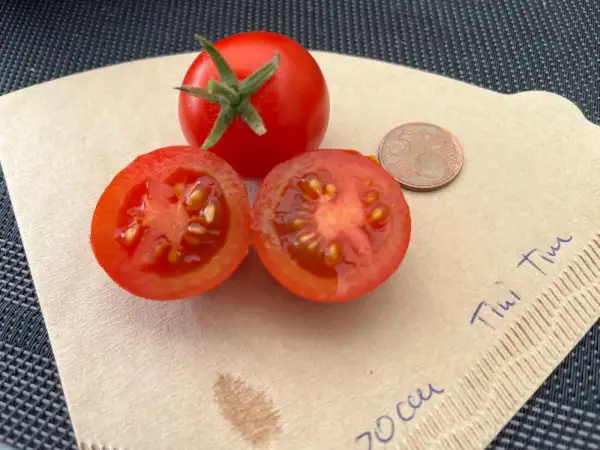 Tomaten: Tini Tim, ca. 30 cm hoch