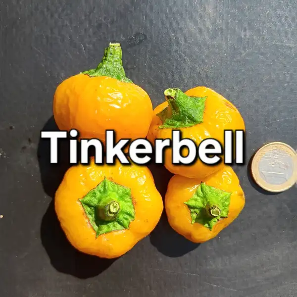 Chili / Paprika: Tinkerbell
