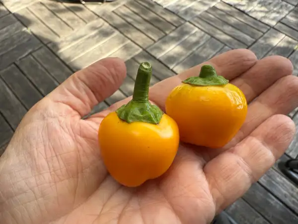 Paprika: Tinkerbell gelb