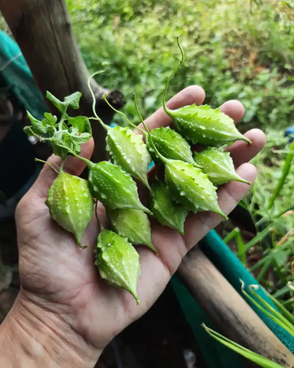 andere Gemüse: Tiny bitter gourd