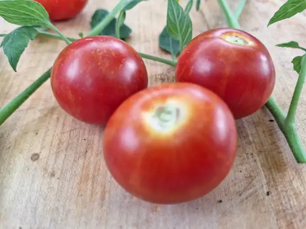 Tomaten: Tiny Tiger