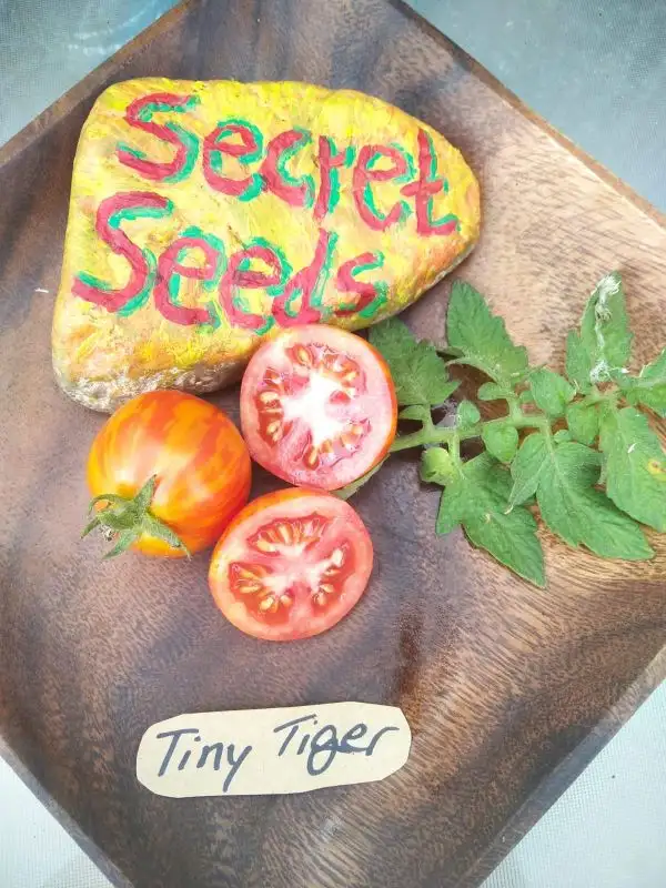 Tomaten: Tiny Tiger