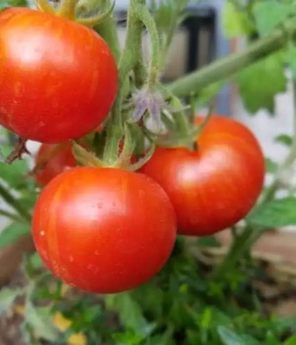 Tomaten: Tiny Tiger