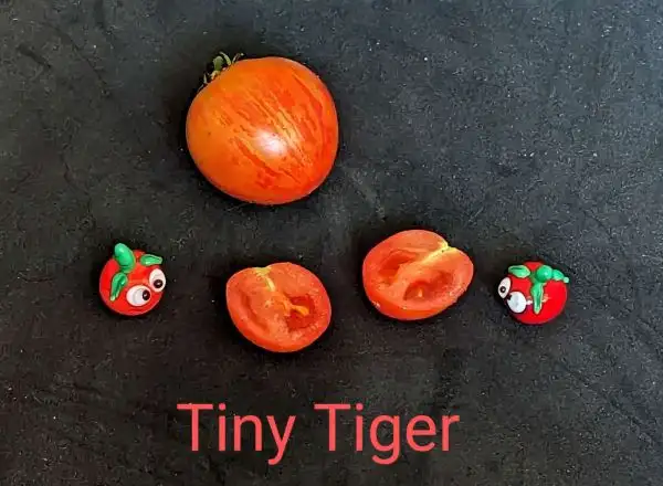 Tomaten: Tiny Tiger